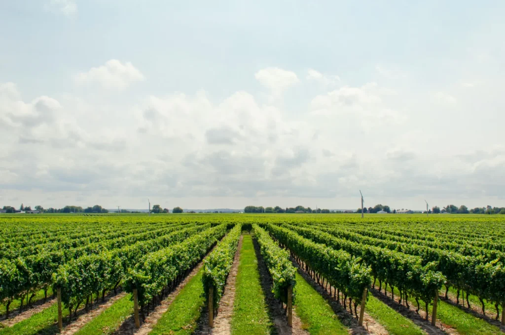 india vineyards